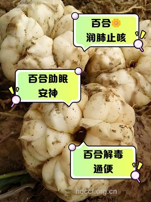 百合功效与作用