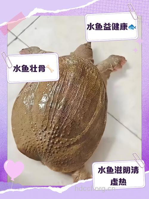 水鱼的功效与作用