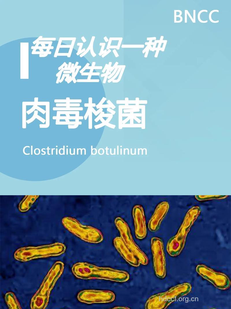 肉毒杆菌的小知识你知多少