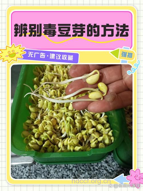 教你四招鉴别“毒豆芽”