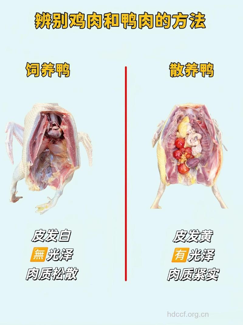 鸡鹅鸭肉的营养区别