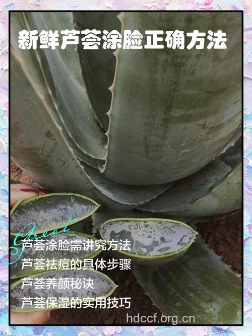 新鲜芦荟敷脸小心皮炎
