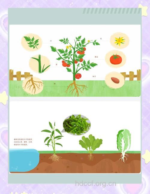 蔬菜的哪个部位最营养