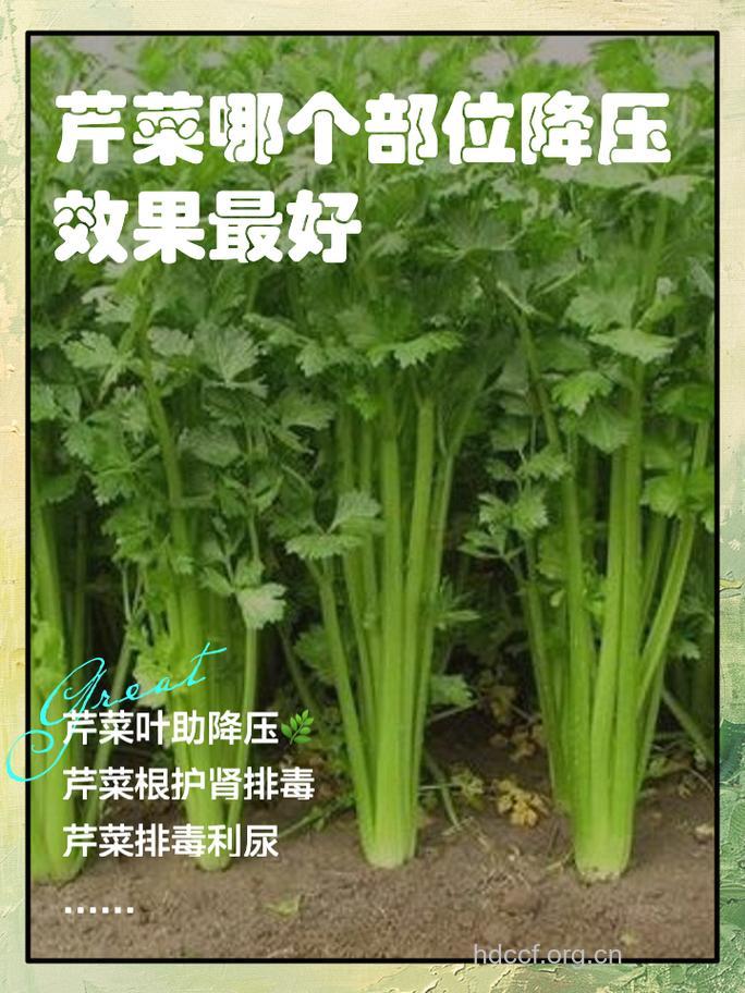 芹菜是降血压的“明星蔬菜”