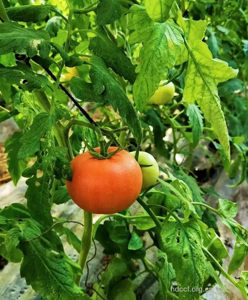 黄瓜和西红柿不能称兄道弟