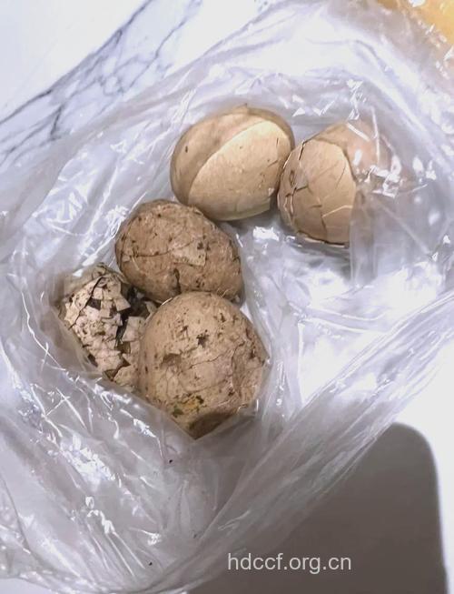 恶心:用尿煮出来的鸡蛋
