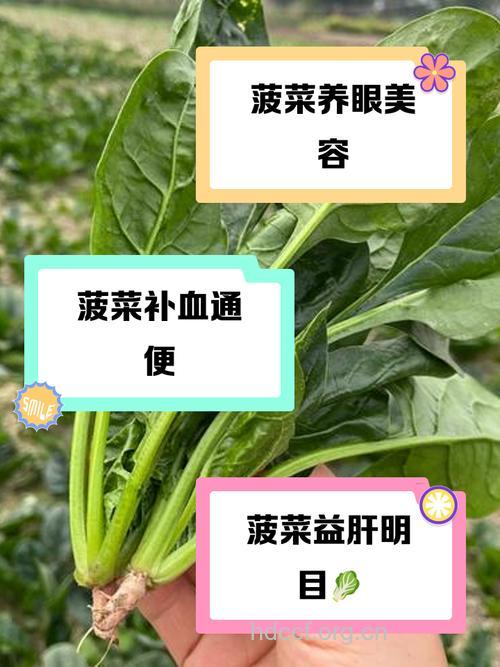 常吃菠菜可用来防止心力衰退