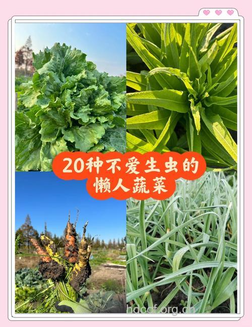 多虫蔬菜，未必就是天然健康
