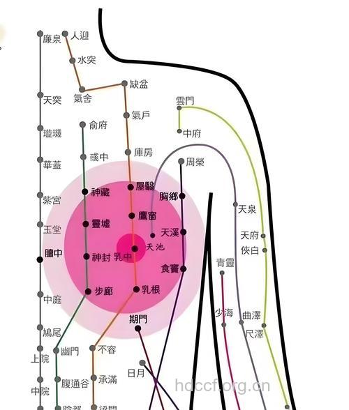 让胸部挺起来的八个穴位