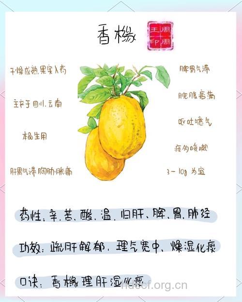 香橼有什么作用和药用价值