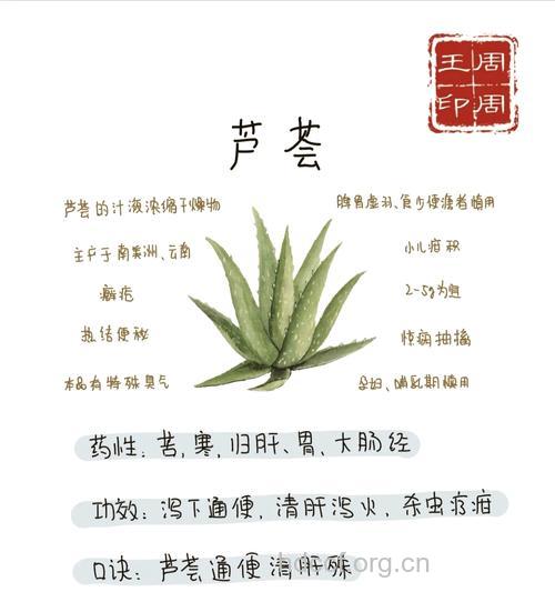 芦荟——“蔬菜之王”的功效