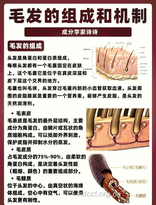 激光毛发移植的特点