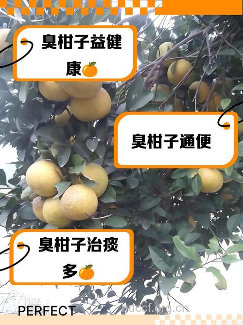 开车族吃橙子有助排出废气