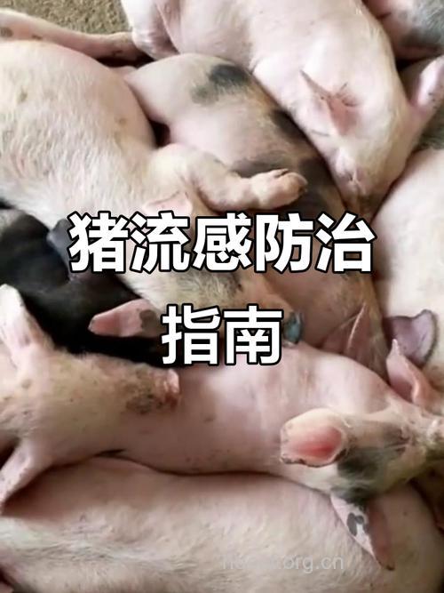 猪流感爆发，你到底知道多少？