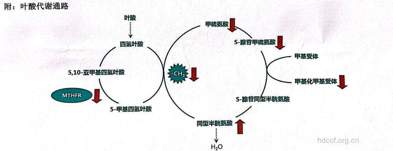 叶酸，氨基酸代谢必要因子