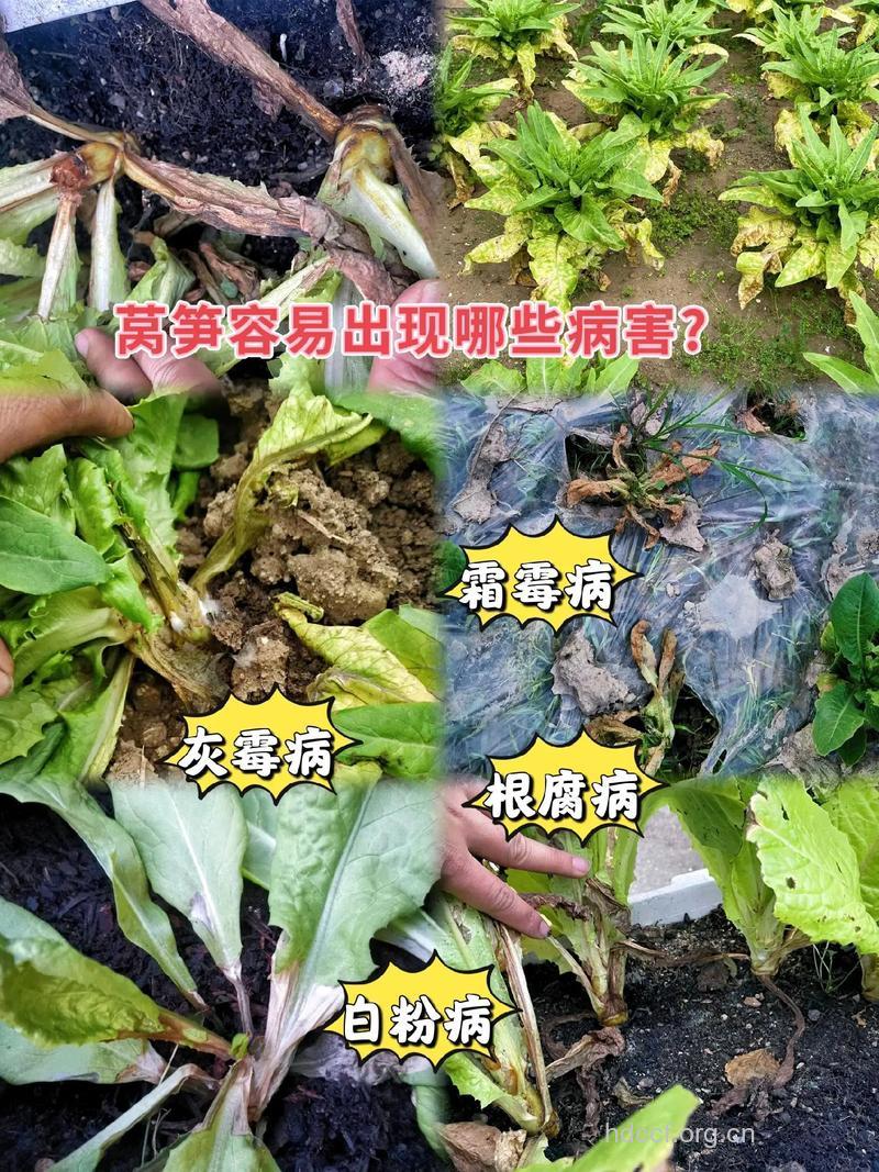 过多食用莴笋会引起夜盲症