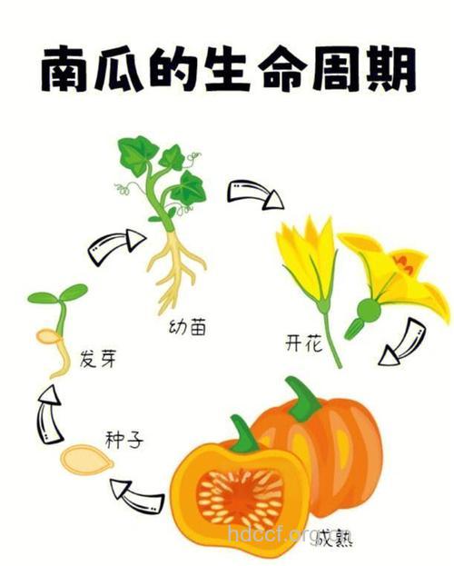 南瓜玉米或可阻止视力退化