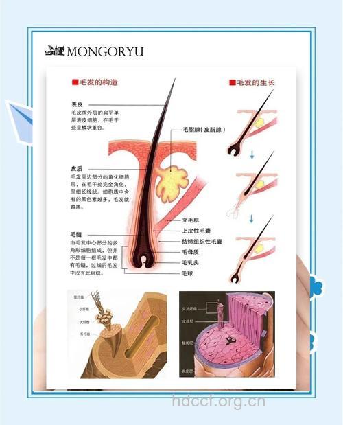 关于毛发移植的常识