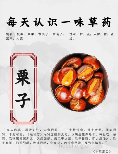 生食栗子具有更好的补肾效果