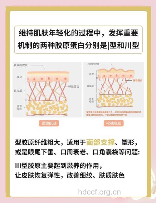 胶原蛋白真的可以让皮肤更有弹性吗?