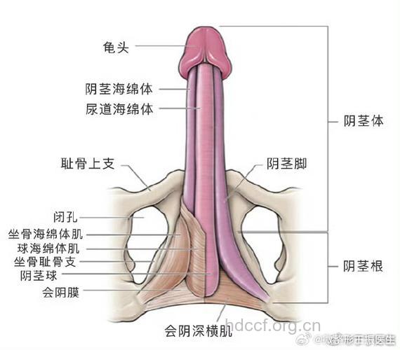男性整形常见有哪些地方