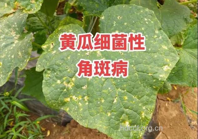 吃黄瓜粥斑点不见