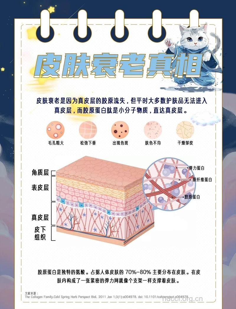 胶原蛋白的一些常见问题