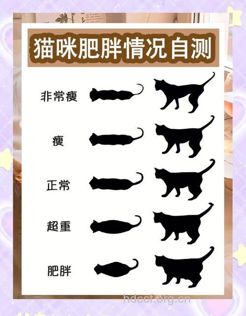 肥猫3年减重23斤 你呢？减肥了吗