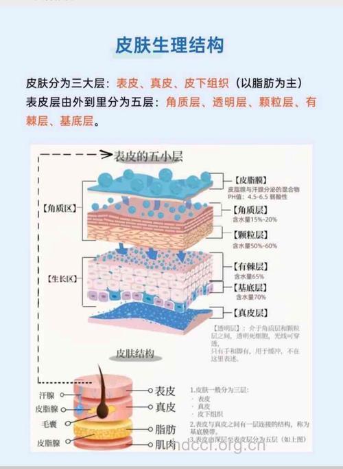 皮肤血管自外向内可分为几层