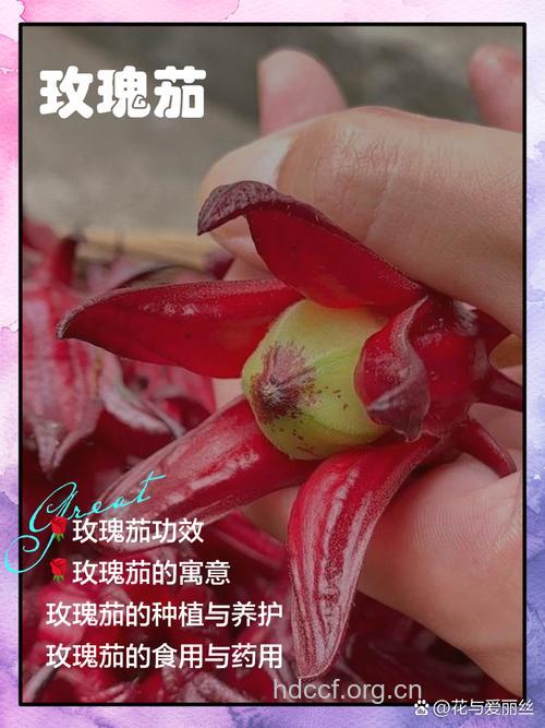 大S的玫瑰茄的功效