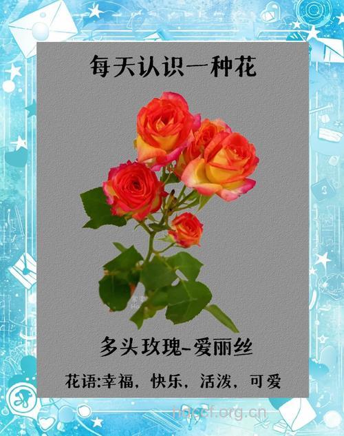 女人四十一朵花 如何保持美丽动人