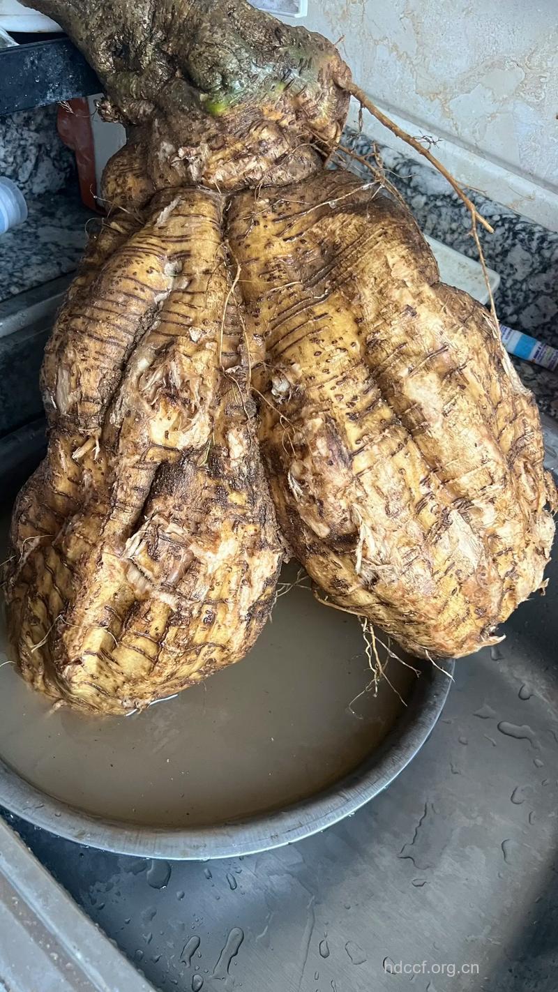 神奇葛根 打造迷人酥胸