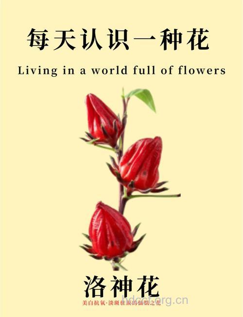 10大养颜中草药让你更美