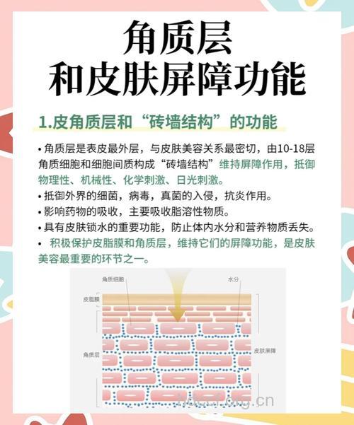 角质层对肌肤的作用 科学去肌肤角质层很关键