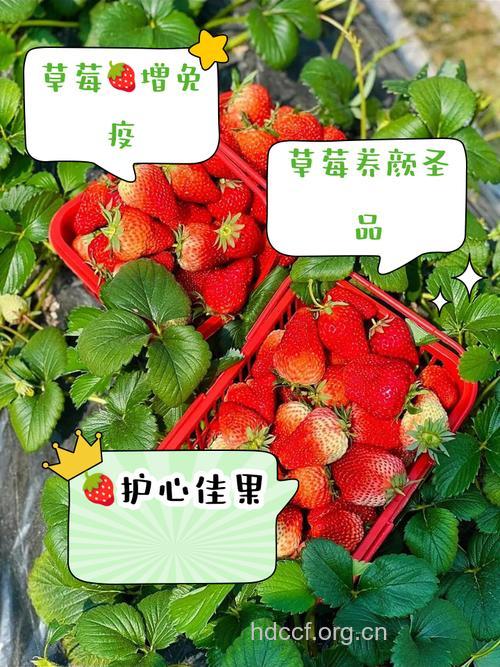 为什么草莓可以瘦腰？