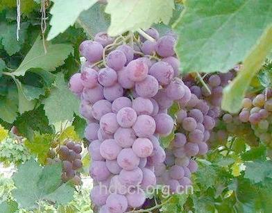 常吃紫色水果竟然能减肥