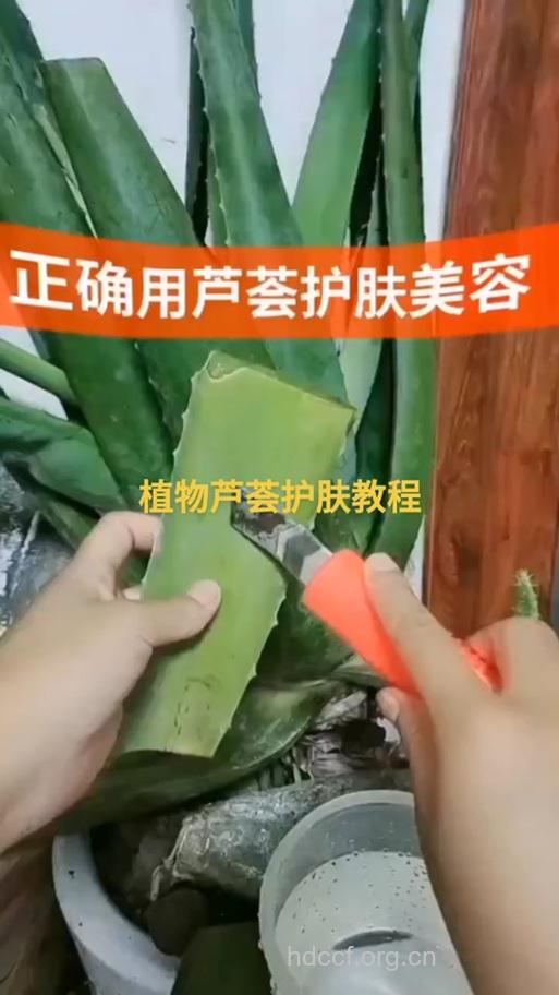 芦荟甘油怎么自制保湿水