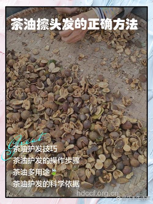 茶油怎么护发