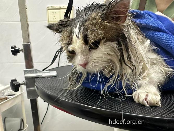 烫发水里的猫腻