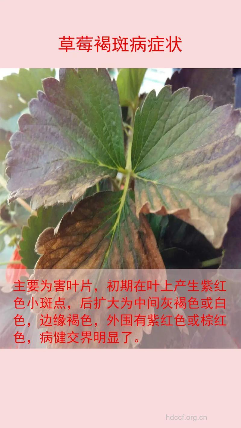 草莓可防止雀斑黑斑的形成