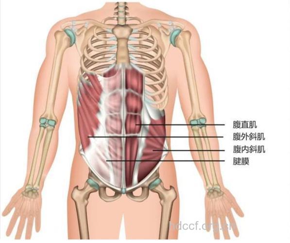 腹外斜肌:扭转卷腹
