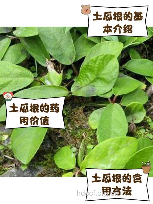 土瓜根祛痘祛斑有奇效