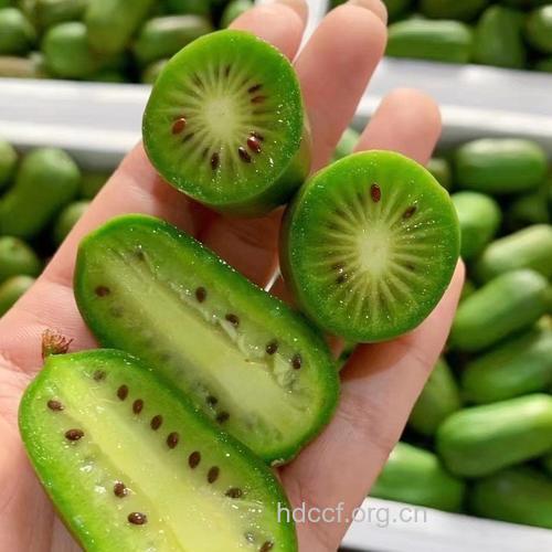 减肥水果新宠 奇异果