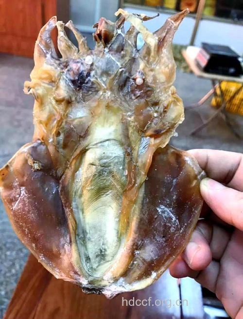 女性的理想保健食品——墨鱼