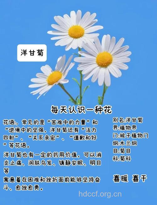 洋甘菊的美容功效