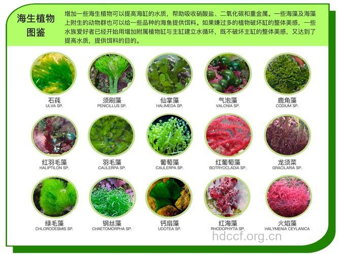 主要的几种海藻成分有哪些
