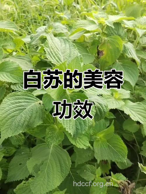 白苏可以美白吗