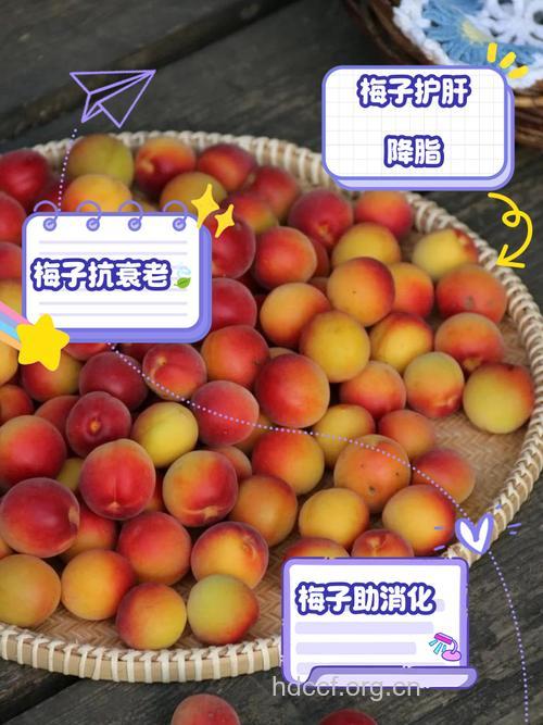 梅子可以美容吗