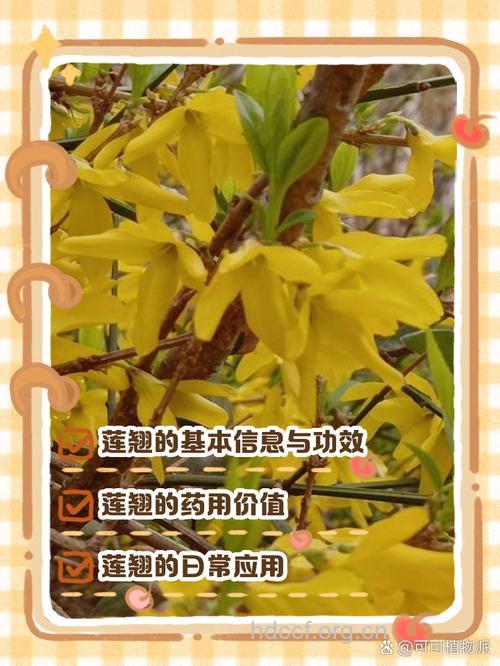 连翘可以祛痘吗？