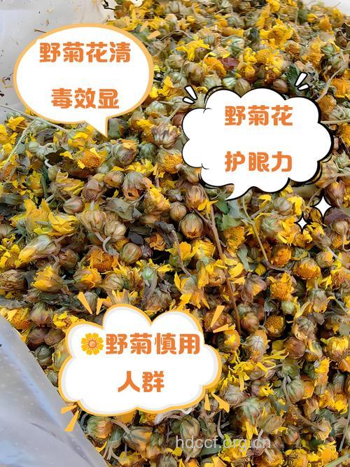 野菊花可以祛痘吗